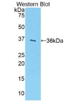 SULT1A1 / Sulfotransferase 1A1 Antibody (aa3-291, FITC)