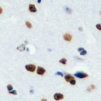 RPS19BP1 Antibody (Internal)