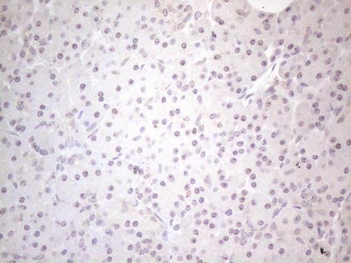 CNOT2 Antibody (clone OTI5A12, Carrier-free)