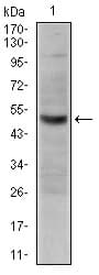 CD300E Antibody (clone 3B10)