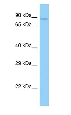 KIAA1811 / BRSK1 Antibody (C-Terminus)
