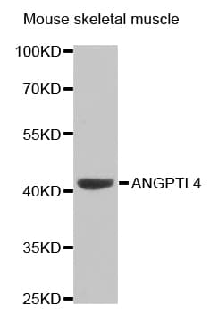 ANGPTL4 Antibody