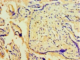 ATG18 / WIPI1 Antibody (aa187-446)