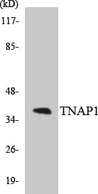 Polyclonal Rabbit anti-Human TNFAIP1 Antibody (aa73-122, WB)