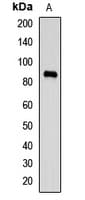 MARK1 / MARK Antibody