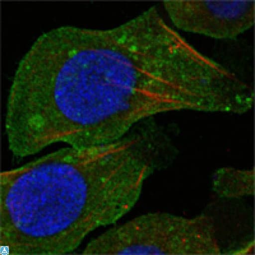 DDR2 Antibody