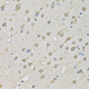 XRCC3 Antibody