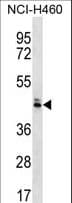 Polyclonal Rabbit anti-Human OR52N5 Antibody (aa292-321, WB)