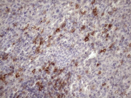 CD22 Antibody (aa707-847, clone OTI1E6, Carrier-free)