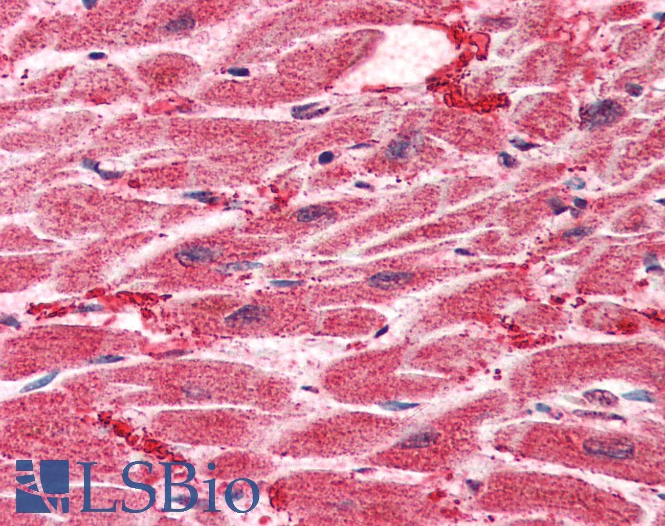 IHC-plus™ HES1 / HES-1 Antibody (aa24-35)