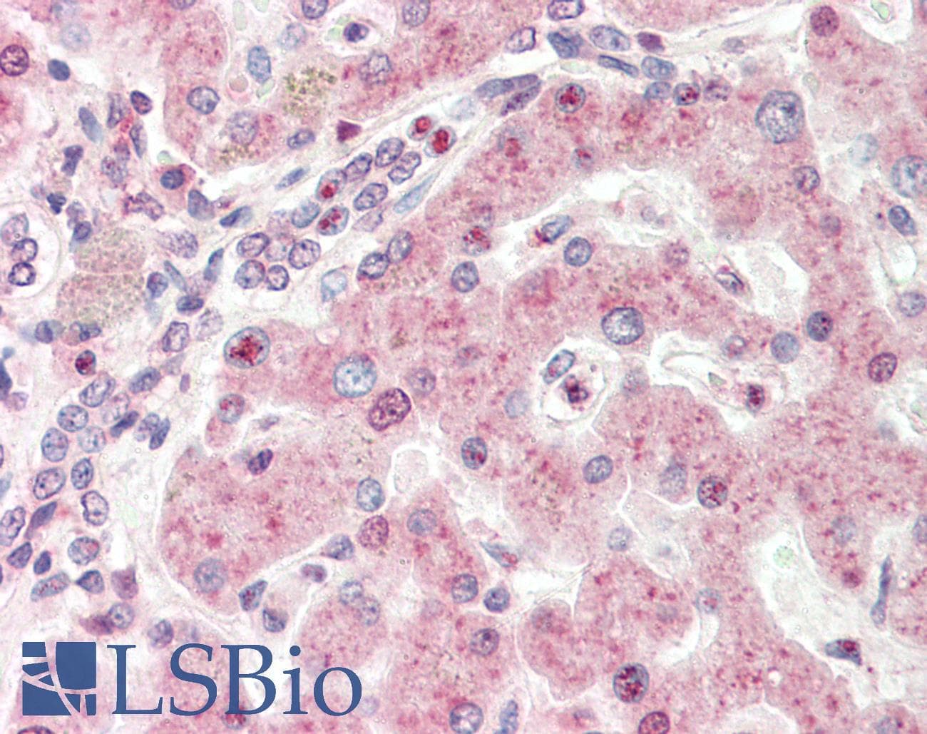 Polyclonal Rabbit anti-Human MXD4 Antibody (N-Terminus, IHC, WB)