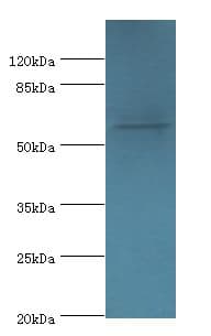 MON1A / SAND1 Antibody (aa205-555, Biotin)