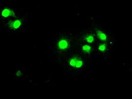 STAT1 Antibody (clone OTI15H3)