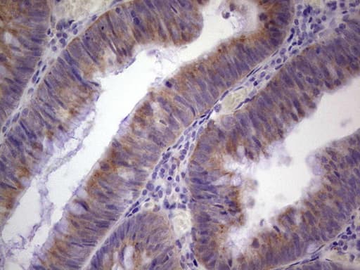 PAGE1 Antibody (clone OTI10E7, Carrier-free)