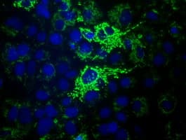 HIBCH Antibody (clone OTI3E7)