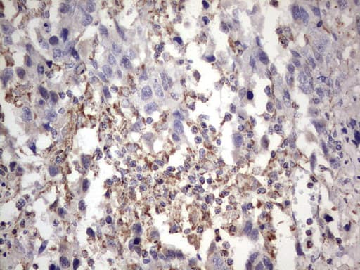 APC Antibody (aa955-1382, clone OTI2B8)