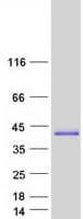 Human C12orf43 Protein (Recombinant Myc-DDK (Flag))