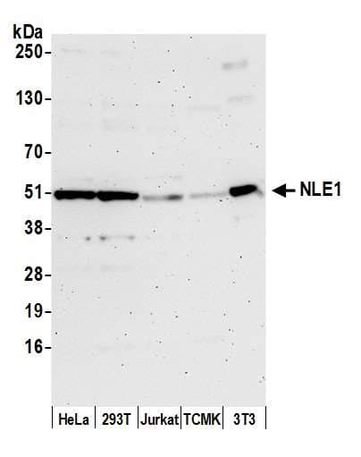 NLE1 Antibody (aa100-150)