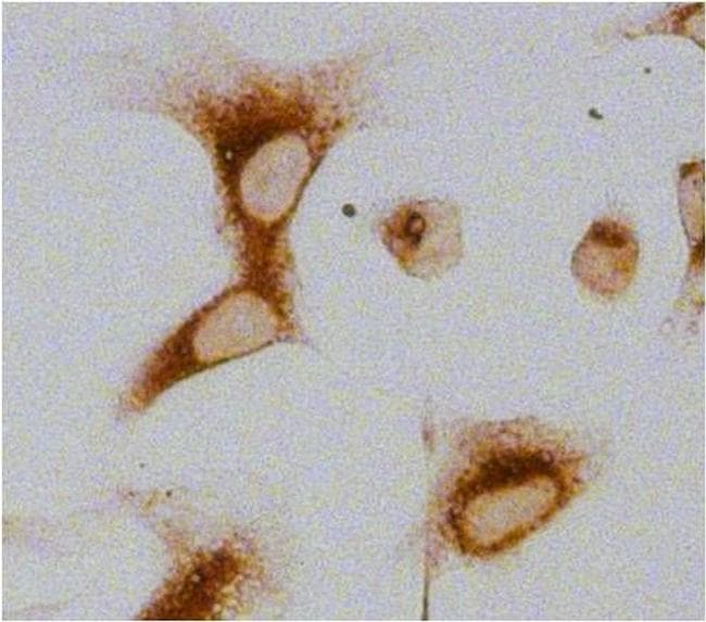 Polyclonal Goat Anti-Rat IgG Secondary Antibody (HRP, IHC, IF, WB)