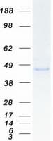 Human UBXN1 Protein (Recombinant Myc-DDK (Flag))
