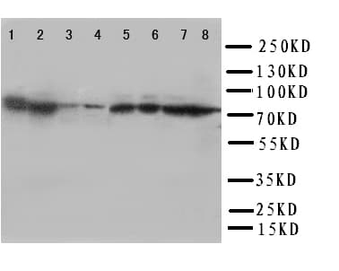 HSPA8 / HSC70 Antibody (aa563-582)