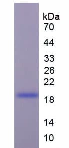Mouse NPPB / BNP Protein (Recombinant 6His-SUMO, N-terminus)