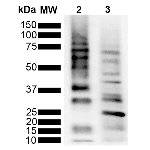 Ubiquitin Antibody (clone RGL3R, APC)