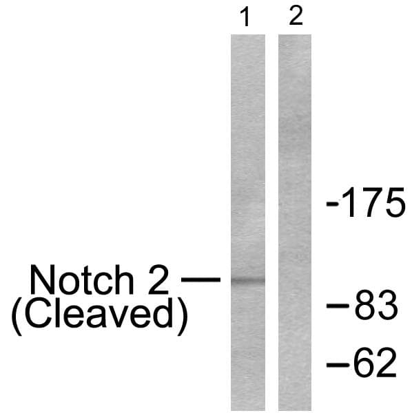 NOTCH2 Antibody (Cleaved-Asp1733)