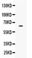 CD274 / B7-H1 / PD-L1 Antibody