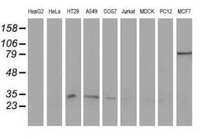 NHEJ1 / XLF Antibody (clone OTI2C8, Carrier-free)