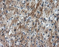 Monoclonal Mouse anti-Human MCL1 / MCL 1 Antibody (clone OTI9C9, IHC, IF, WB)