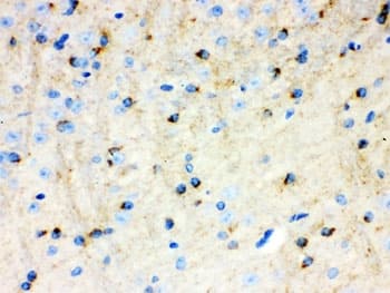 APLP1 / APLP-1 Antibody