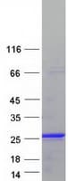 Human KIAA1143 Protein (Recombinant Myc-DDK (Flag))