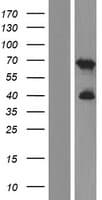 C2orf42 Protein (Over-Expression Lysate Myc-DDK (Flag))