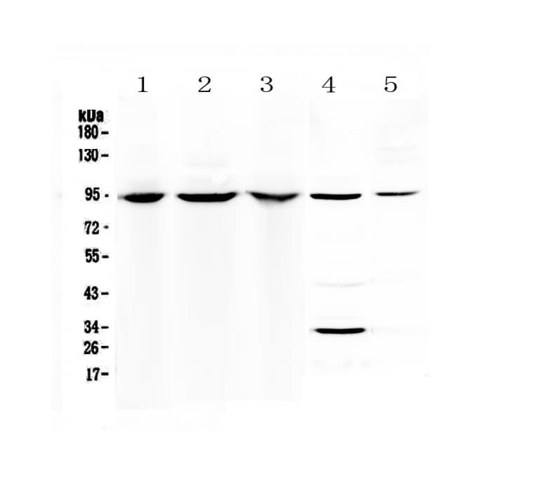 Complement C7 Antibody