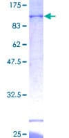 Human BTN3A3 Protein (Recombinant GST)
