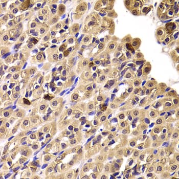 CCT4 / SRB Antibody