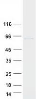 Human TCP1 Protein (Recombinant Myc-DDK (Flag))
