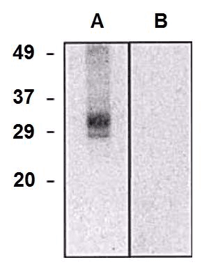 Monoclonal Mouse anti-Human CLIC5 Antibody (clone CLIC5-02, WB)