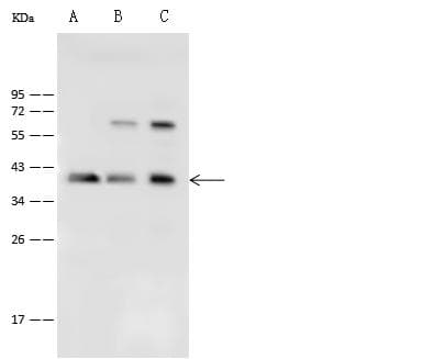 PPP1CC / PP1 Gamma Antibody (Preservative Free)