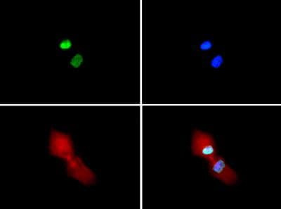 HIST3H3 Antibody (Sym-Me2-Arg2/Me2-Lys4)