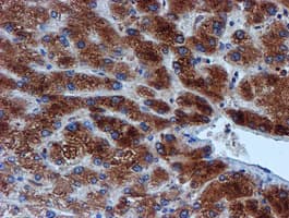 VCAM1 / CD106 Antibody (clone OTI4E8)