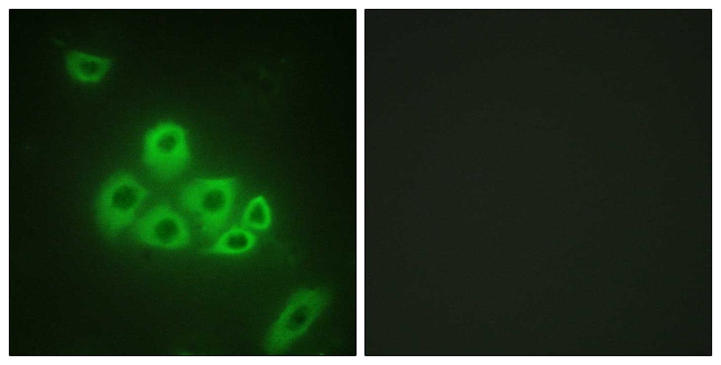 Polyclonal Rabbit anti-Human S1PR1 / EDG1 / S1P1 Antibody (aa206-255, IF, WB)
