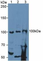 SPON1 / F-Spondin Antibody (aa597-801)
