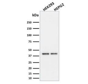 CD274 / B7-H1 / PD-L1 Antibody (clone PDL1/2746, Azide-free, BSA-free)