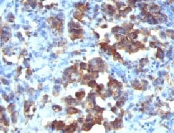 CDC20 Antibody (clone CDC20/1102, Ready-to-Use)