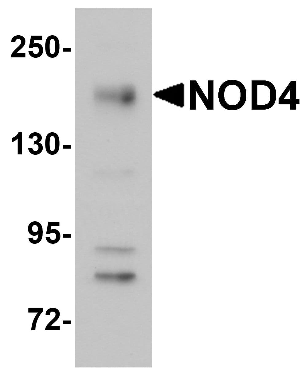 IHC-plus™ NLRC5 / NOD4 Antibody