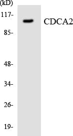 CDCA2 Antibody (aa485-534)
