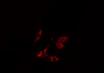 NDFIP1 / N4WBP5 Antibody