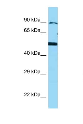 BMP4 Antibody (aa23-72)